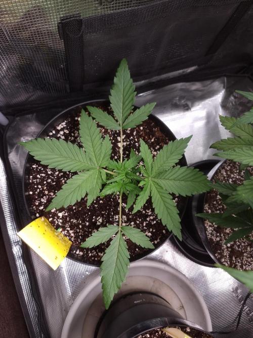 CBD Grow Dutch Passion + Wedding Cake. Week 4