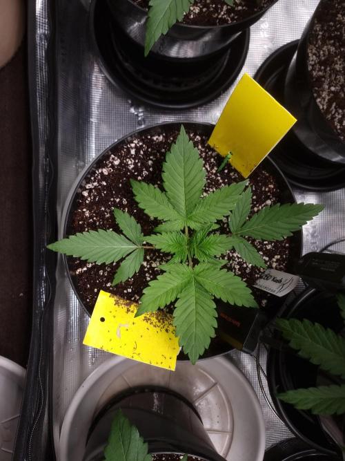 CBD Grow Dutch Passion + Wedding Cake. Week 4