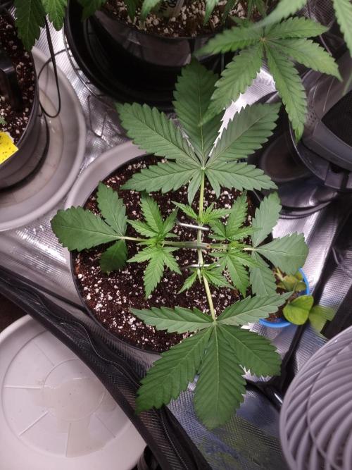 CBD Grow Dutch Passion + Wedding Cake. Week 4