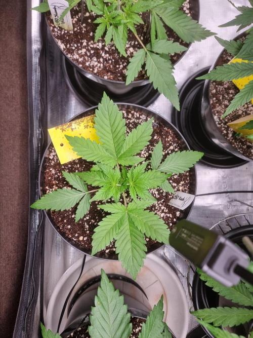 CBD Grow Dutch Passion + Wedding Cake. Week 4