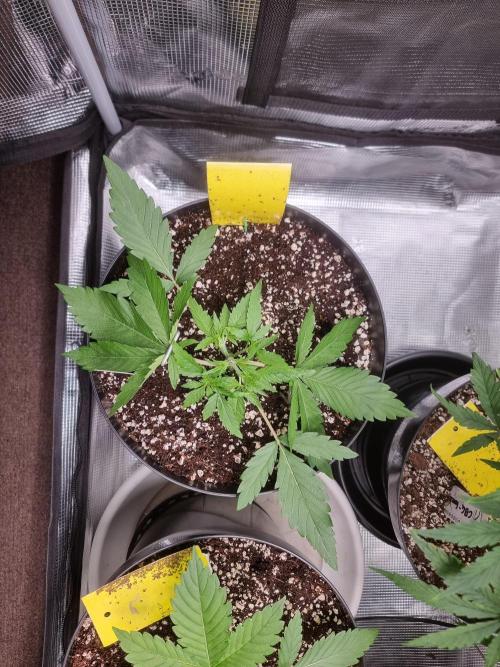 CBD Grow Dutch Passion + Wedding Cake. Week 4