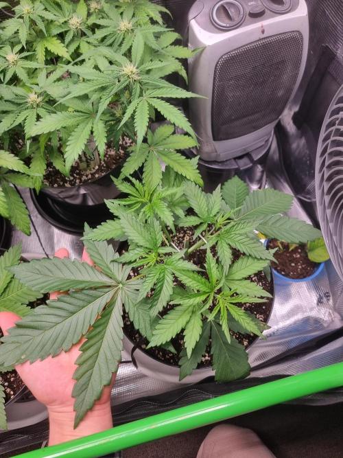 CBD Grow Dutch Passion + Wedding Cake. Week 4