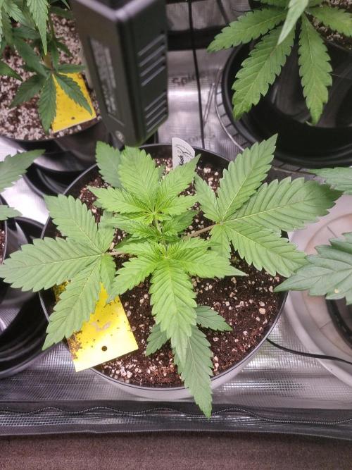 CBD Grow Dutch Passion + Wedding Cake. Week 4