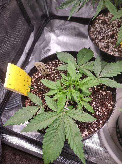 CBD Grow Dutch Passion + Wedding Cake. Week 4