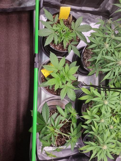 CBD Grow Dutch Passion + Wedding Cake. Week 4