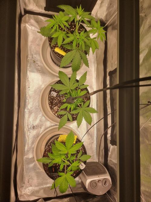 CBD Grow Dutch Passion + Wedding Cake. Week 4