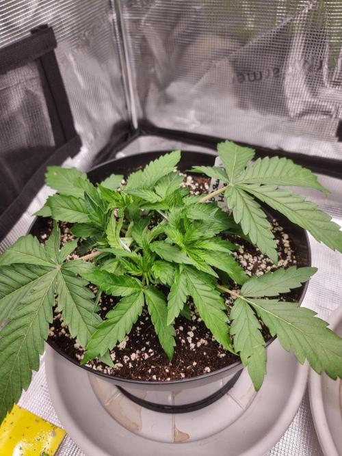 CBD Grow Dutch Passion + Wedding Cake. Week 4