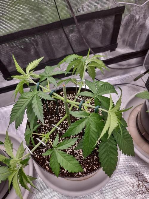 CBD Grow Dutch Passion + Wedding Cake. Week 4