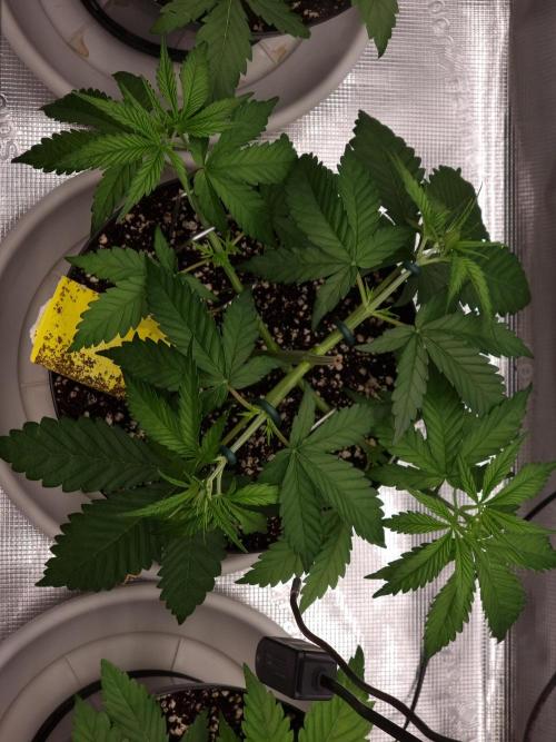 CBD Grow Dutch Passion + Wedding Cake. Week 4