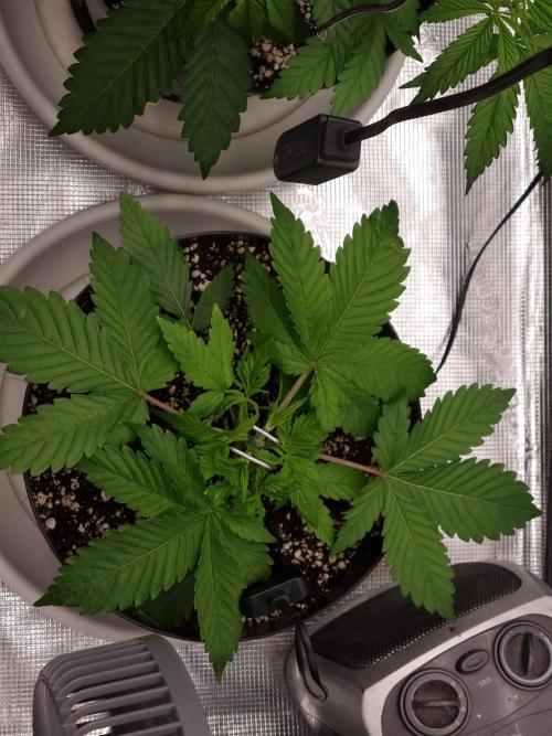 CBD Grow Dutch Passion + Wedding Cake. Week 4