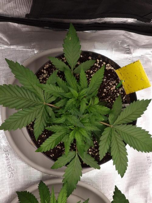 CBD Grow Dutch Passion + Wedding Cake. Week 4