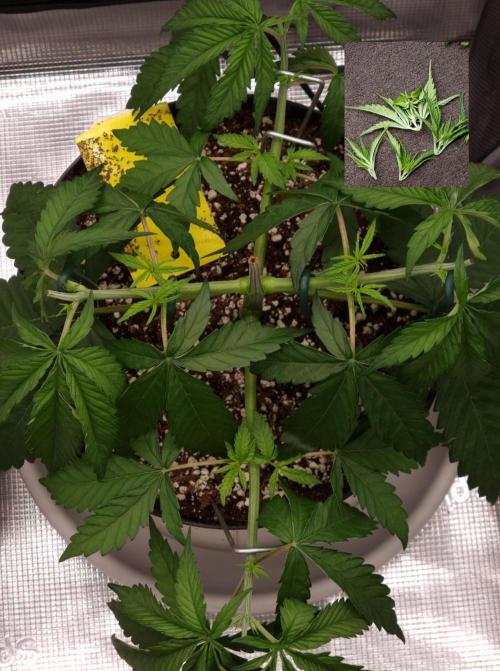 CBD Grow Dutch Passion + Wedding Cake. Week 5 - This one I topped AGAIN, just to keep it from getting to high!