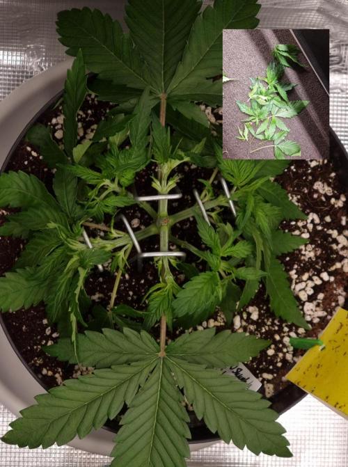 CBD Grow Dutch Passion + Wedding Cake. Week 5 - This one I cleaned up on the inside.