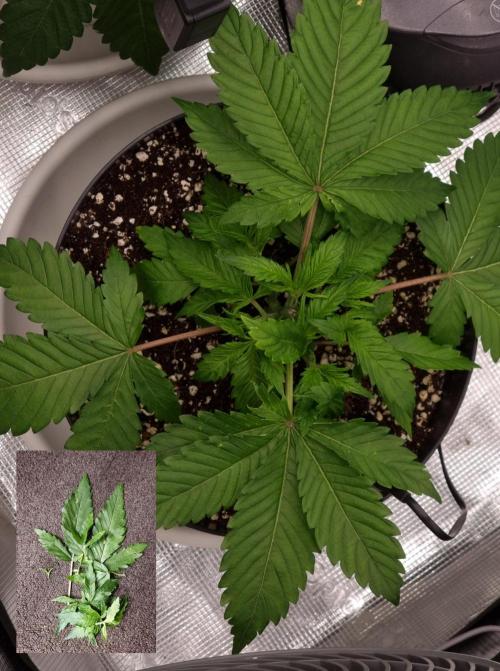 CBD Grow Dutch Passion + Wedding Cake. Week 5 - This one I topped this week.