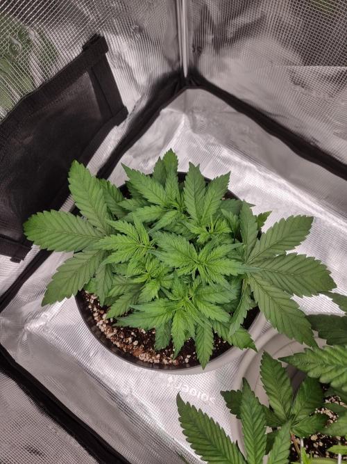 CBD Grow Dutch Passion + Wedding Cake. Week 5