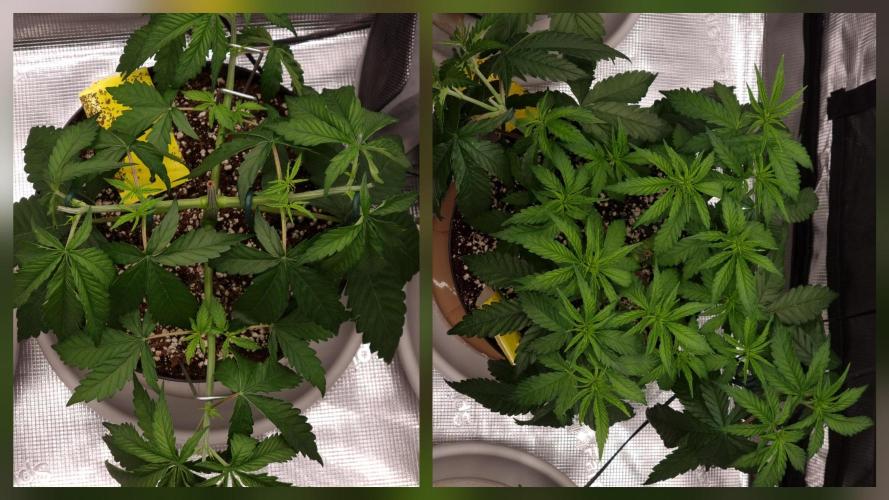 CBD Grow Dutch Passion + Wedding Cake. Week 5 - One week for the bagseed. 