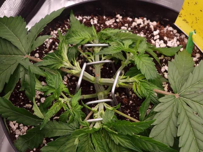 CBD Grow Dutch Passion + Wedding Cake. Week 5