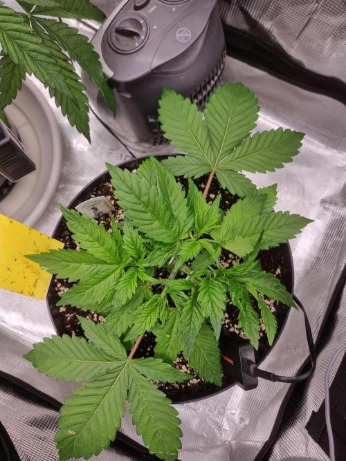 CBD Grow Dutch Passion + Wedding Cake. Week 5