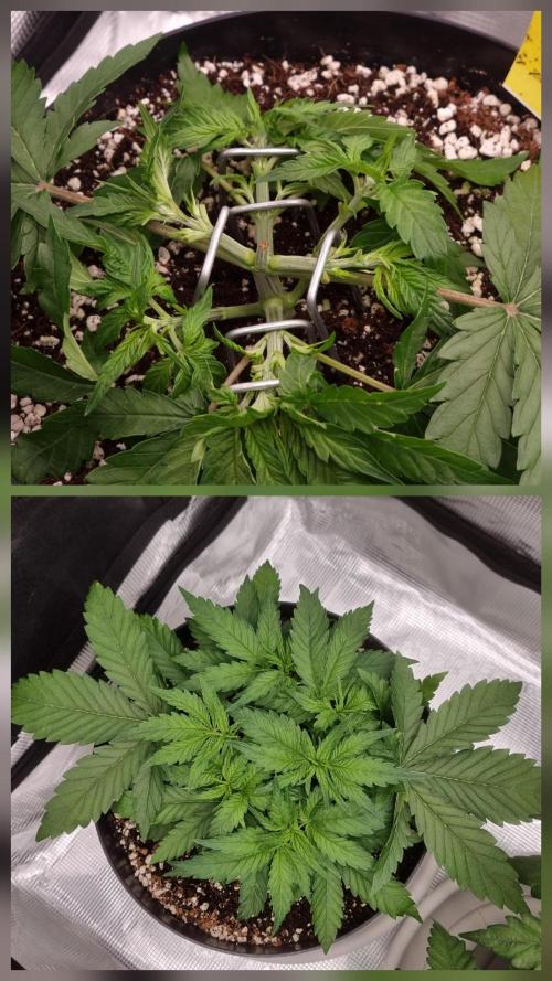 CBD Grow Dutch Passion + Wedding Cake. Week 5 - It won't grow taller but leaves do recover quickly. 
