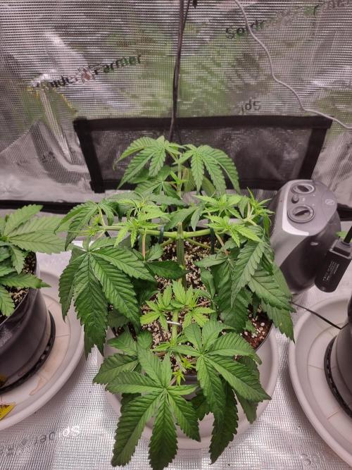 CBD Grow Dutch Passion + Wedding Cake. Week 5