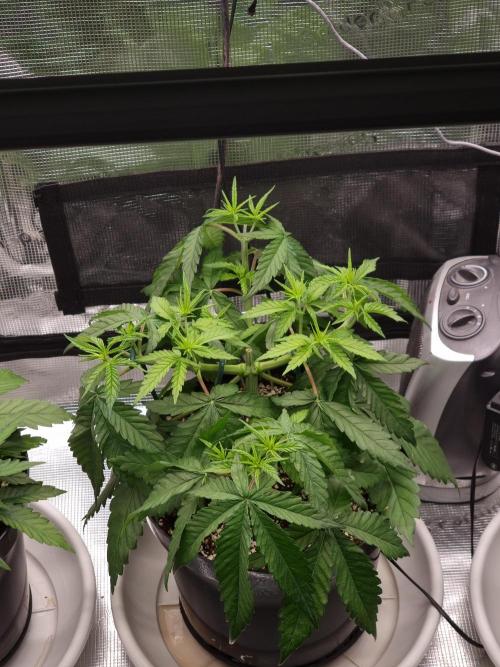 CBD Grow Dutch Passion + Wedding Cake. Week 5