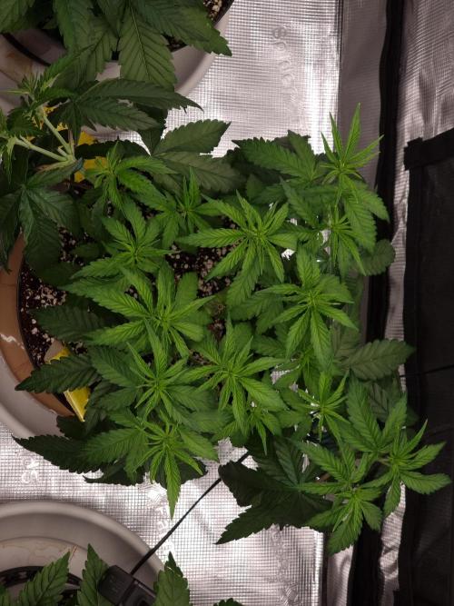 CBD Grow Dutch Passion + Wedding Cake. Week 6