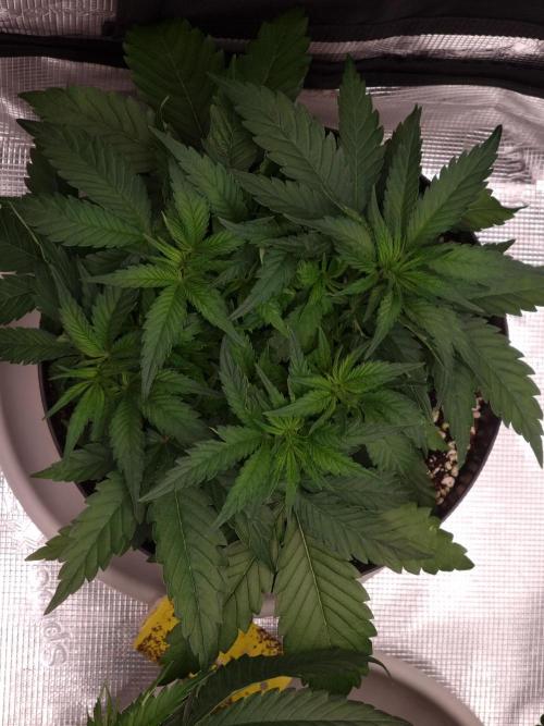 CBD Grow Dutch Passion + Wedding Cake. Week 6