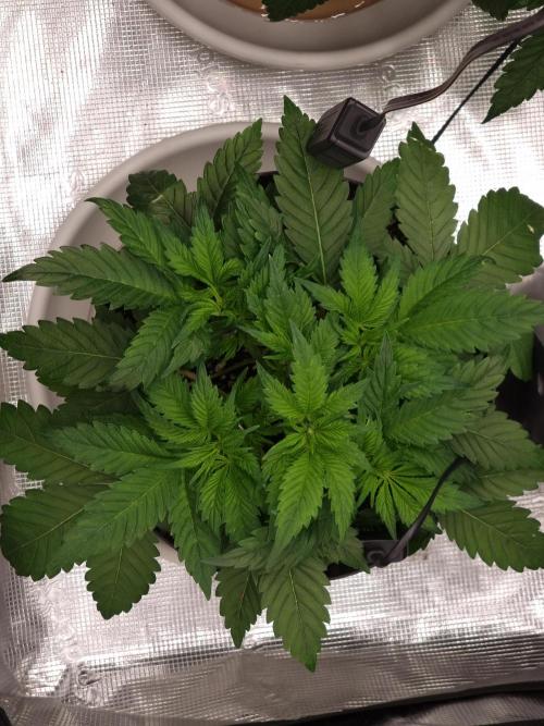 CBD Grow Dutch Passion + Wedding Cake. Week 6