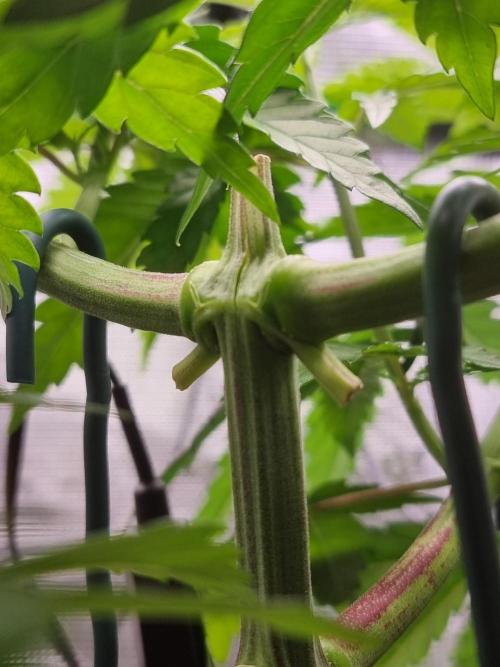 CBD Grow Dutch Passion + Wedding Cake. Week 6