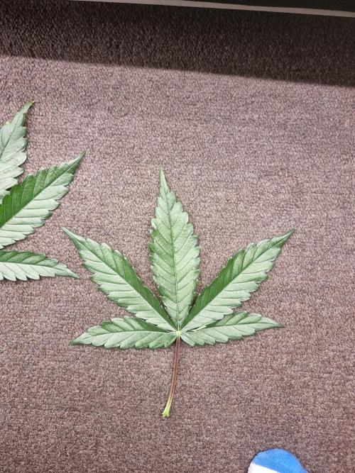 CBD Grow Dutch Passion + Wedding Cake. Week 6