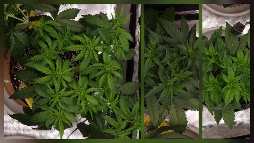 CBD Grow Dutch Passion + Wedding Cake. Week 6