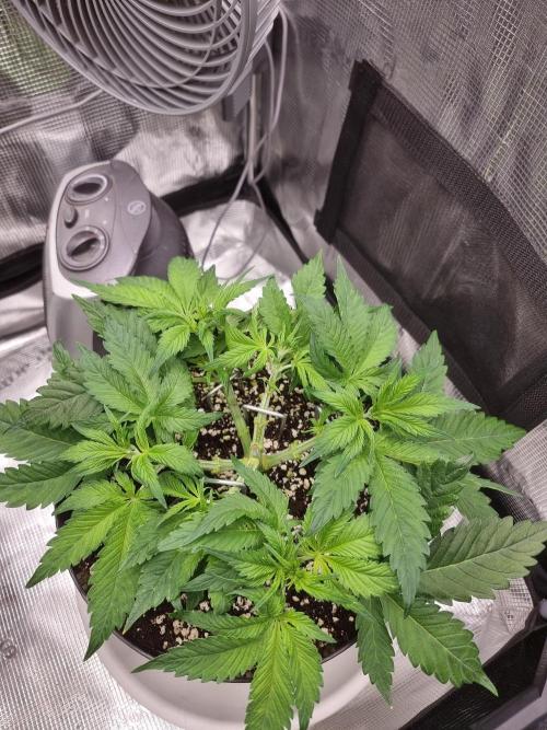 CBD Grow Dutch Passion + Wedding Cake. Week 6