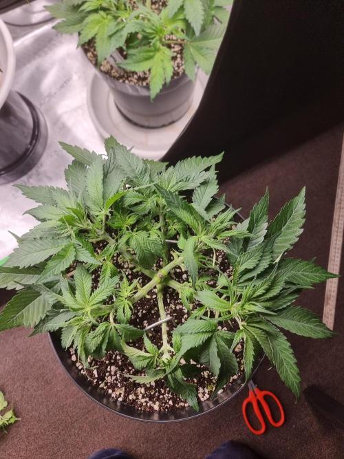 CBD Grow Dutch Passion + Wedding Cake. Week 6