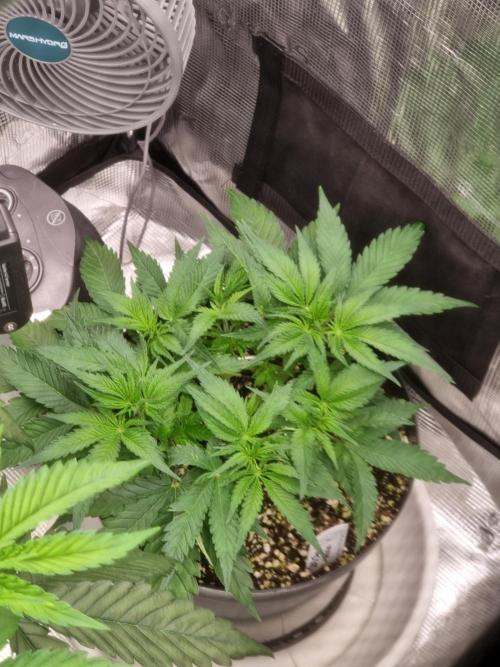 CBD Grow Dutch Passion + Wedding Cake. Week 6