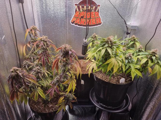 Dutch Passion CBD autoflowers.. Week 11