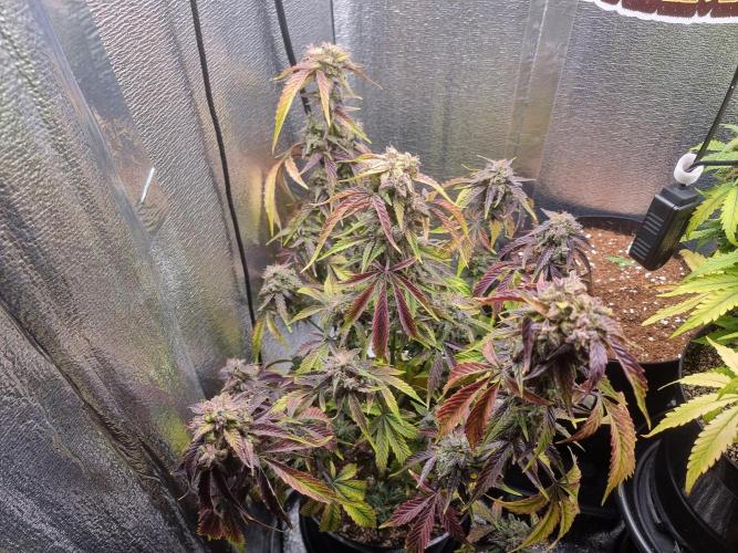 Dutch Passion CBD autoflowers.. Week 11