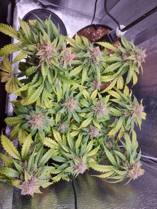 Dutch Passion CBD autoflowers.. Week 11