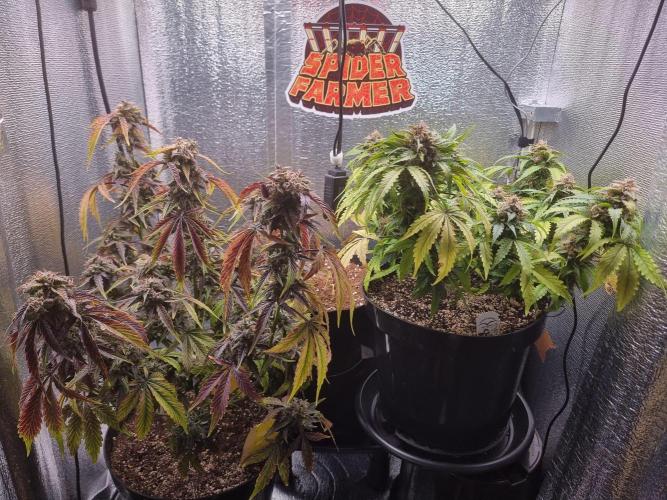 Dutch Passion CBD autoflowers.. Week 11