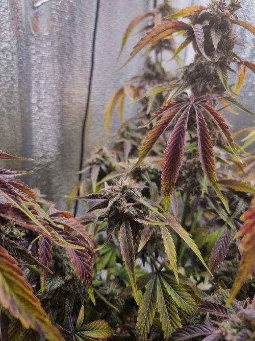 Dutch Passion CBD autoflowers.. Week 11