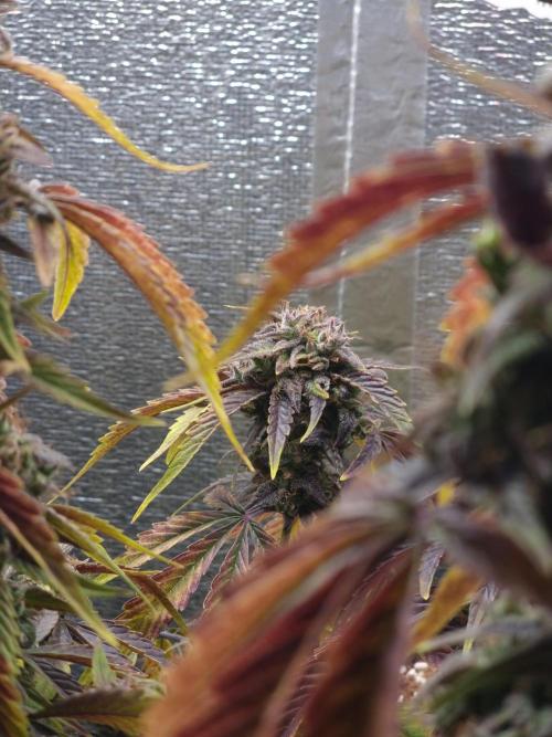 Dutch Passion CBD autoflowers.. Week 11