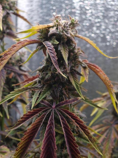Dutch Passion CBD autoflowers.. Week 11