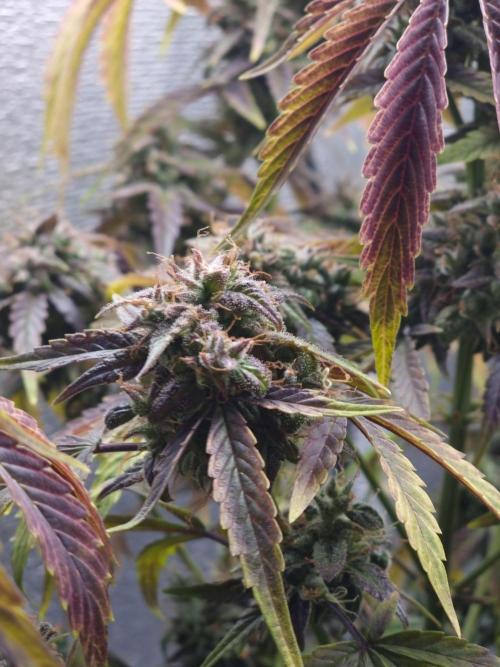 Dutch Passion CBD autoflowers.. Week 11
