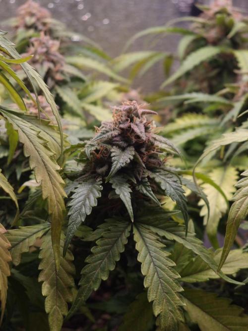 Dutch Passion CBD autoflowers.. Week 11