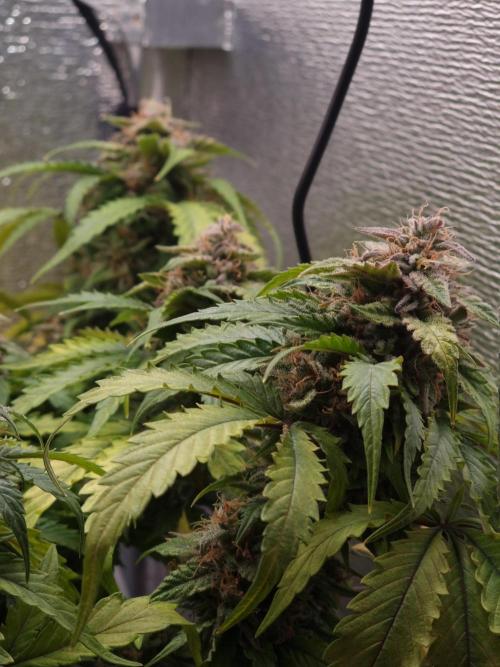 Dutch Passion CBD autoflowers.. Week 11