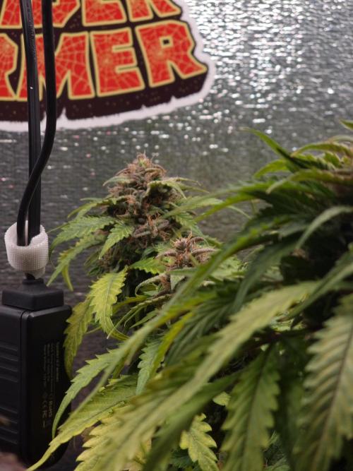 Dutch Passion CBD autoflowers.. Week 11