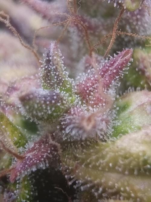 Dutch Passion CBD autoflowers.. Week 12