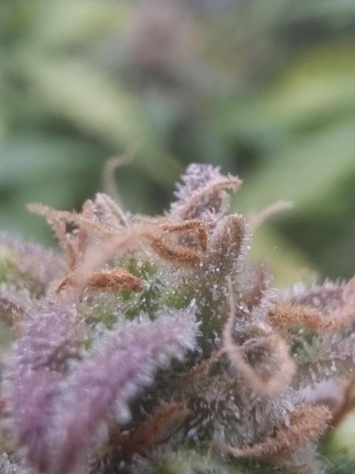 Dutch Passion CBD autoflowers.. Week 12