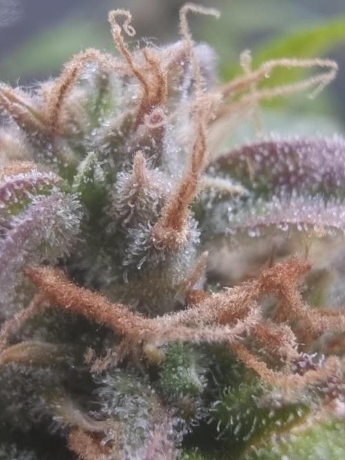 Dutch Passion CBD autoflowers.. Week 12