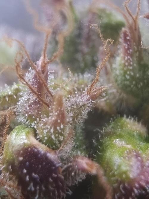 Dutch Passion CBD autoflowers.. Week 12