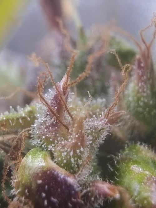 Dutch Passion CBD autoflowers.. Week 12